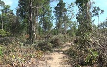 Phú Yên cho lấy 870ha rừng làm dự án nuôi bò