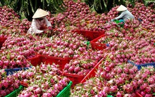 Mánh hiểm lái buôn Tàu: Thương lái Việt hại nông dân Việt