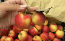 Ngon mắt, sướng mồm: 5 loại quả đích thị hàng Tàu vẫn mua