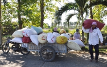 Giá lúa gạo tăng cao, thương lái khó gom đủ hàng