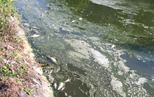 Cá chết trắng mặt hồ Mật Sơn