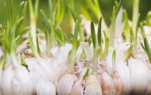 Điểm danh 4 thực phẩm mọc mầm được ví như "vàng mười"