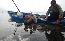 Thừa Thiên-Huế: Cá chết trắng lồng chưa rõ nguyên nhân