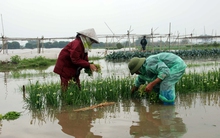 Hàng hóa tăng giá vì rét