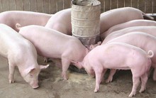 Chủ trang trại vẫn lén lút sử dụng chất cấm