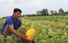 Mất mùa dưa tết