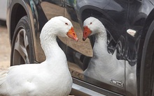 Câu chuyện chú ngỗng ngày ngày nhìn vào xe ô tô và lý do đằng sau đầy xúc động