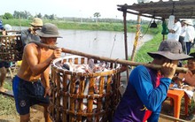 Thương lái Trung Quốc tung chiêu, nông dân lãnh đủ