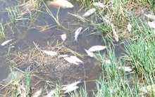 Nhà máy sô đa xả thải chui làm cá chết trắng kênh