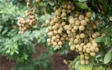 Nhãn chín sớm thu hơn 1 tỷ đồng/ha