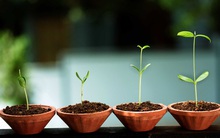 Nông Nghiệp Cần Thơ (TSC): FIT Tiếp tục muốn mua vào 10 triệu cổ phiếu TSC