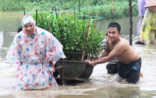 Miền Trung: “Te tua” hoa Tết