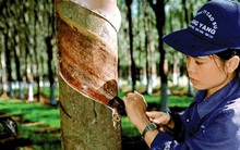 Cơ chế đặc thù cho Tập đoàn Cao su khi cổ phần hoá