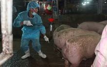 Bỏ tù người dùng chất cấm cho heo ăn được không?