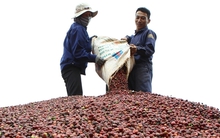 Xuất khẩu cà phê bứt phá ngoạn mục, thị trường thuận lợi