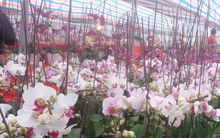 Làm sao thực hiện giấc mơ 'cường quốc hoa'?