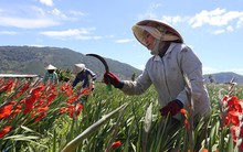 Hoa trái tết thất mùa