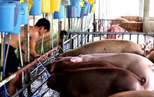 Không dễ bỏ tù người bán thịt chứa chất cấm