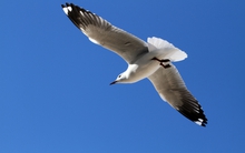 Từ thú chơi cho giới nhà giàu, thủy phi cơ Hải Âu thành con chim gẫy cánh