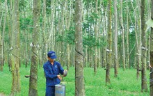 Cao su Quảng Nam (VHG) có Chủ tịch HĐQT mới