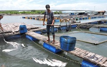 Bà Rịa - Vũng Tàu: Ngư dân thiệt hại hơn 8 tỉ đồng vì cá chết trắng bè