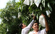 Nông dân lao đao vì thông tin thất thiệt