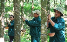 Sau Thủy sản, Cao su Quảng Nam tính chuyện rót vốn vào bất động sản