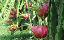 Người dân cần thận trọng việc thương lái Trung Quốc thao túng thị trường trái cây