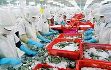 Xuất khẩu thuỷ sản gặp khó khăn do thiếu nguyên liệu