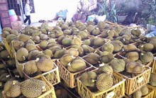 Kinh hoàng "hang ổ" sầu riêng nhúng hóa chất