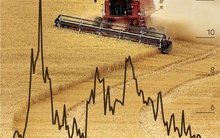 Giá lúa mỳ thấp nhất trong 10 năm