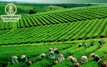 Deutsche Bank AG bán Kido, chuyển sang đầu tư GTN