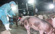 Kiểm soát trong vô vọng, chất cấm bủa vây