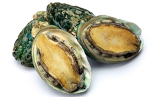 Bào ngư - Vị thuốc sáng mắt