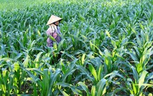 Nông dược HAI tính chào bán hơn 67 triệu cổ phiếu ra công chúng