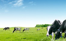 Không bán được VNM như đăng ký, Công ty Đầu tư SCIC bèn đăng ký mua thêm