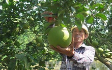 Đặc sản bưởi đào Thanh Hồng cho giá trị kinh tế cao