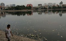 Nguyên nhân cá chết ở hồ Hoàng Cầu (Hà Nội) là do thời tiết?