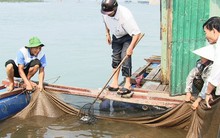 Chính phủ công bố chi tiết thiệt hại do Formosa gây ra