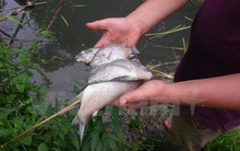 Vụ cá chết ở suối Đắk Dao: Có thể có liên quan đến Alumin Nhân Cơ