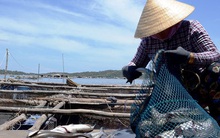 Cá nuôi lồng bè ở Quảng Ngãi chết không rõ nguyên nhân