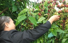 Giá cà phê giảm chóng mặt