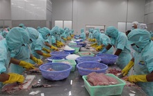 Tạm ngừng đăng ký nếu chưa từng xuất khẩu cá tra sang Hoa Kỳ