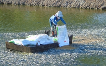 Tiền Giang: Sản lượng cá tra tăng