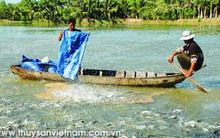 Giá cá tra xuất khẩu tăng – hãy bình tĩnh kẻo “vỡ nợ” vì ồ ạt nuôi thả