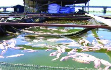 Cá lồng bè tiếp tục chết trên sông La Ngà