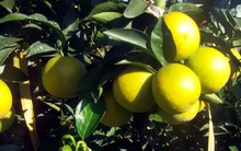 Không phát triển ồ ạt, tìm đầu ra bền vững cho cam Cao Phong