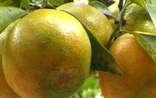 Đồng Tháp: Trồng cam sạch cạnh tranh với cam nhập ngoại