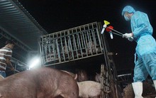 Kinh hoàng tồn dư chất cấm trong thịt heo 4.700 lần mức cho phép