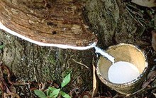 Tập đoàn Cao su: Lợi nhuận chủ yếu từ bán gỗ, vọn vẻn 4% đến từ cao su